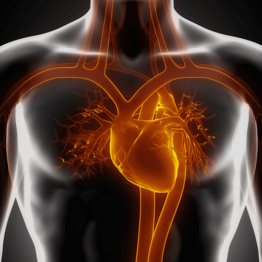 Sănătatea cardiovasculară